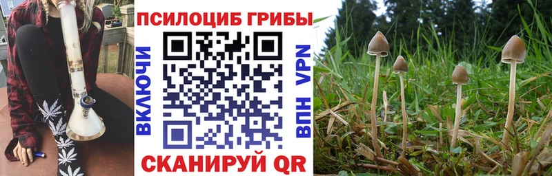 закладка  Белово  Псилоцибиновые грибы GOLDEN TEACHER 